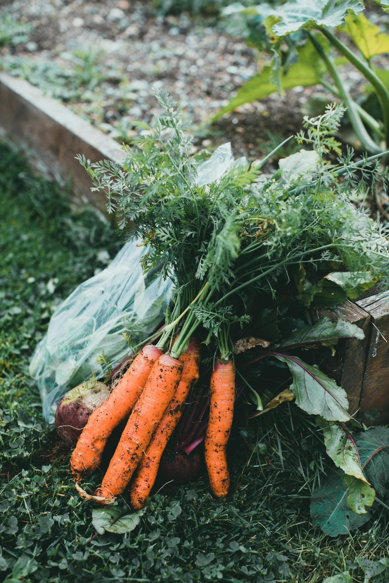 Cookery & foraging
